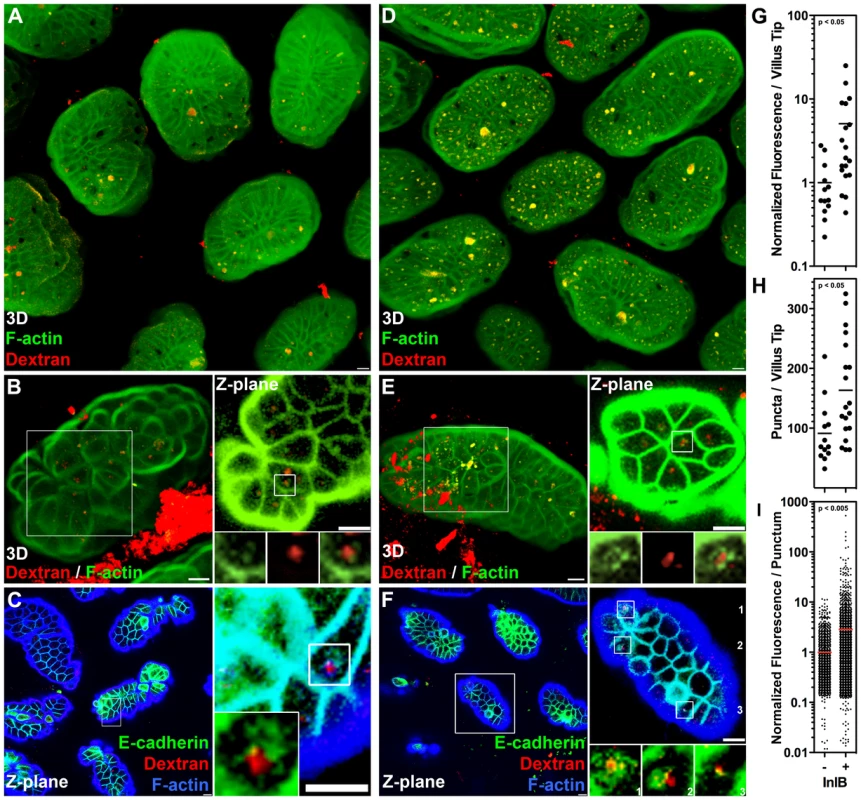 InlB enhances endocytosis at the intestinal villus tips.