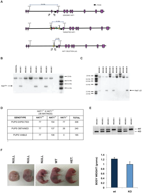 Histone acetyltransferase 1 is essential for viability in mice.