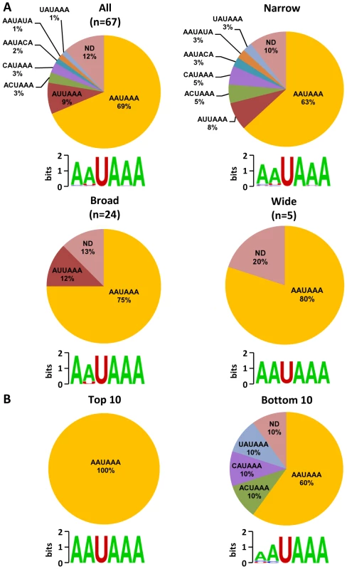 Poly (A) signal (PAS) and viral RNA polyadenylation.