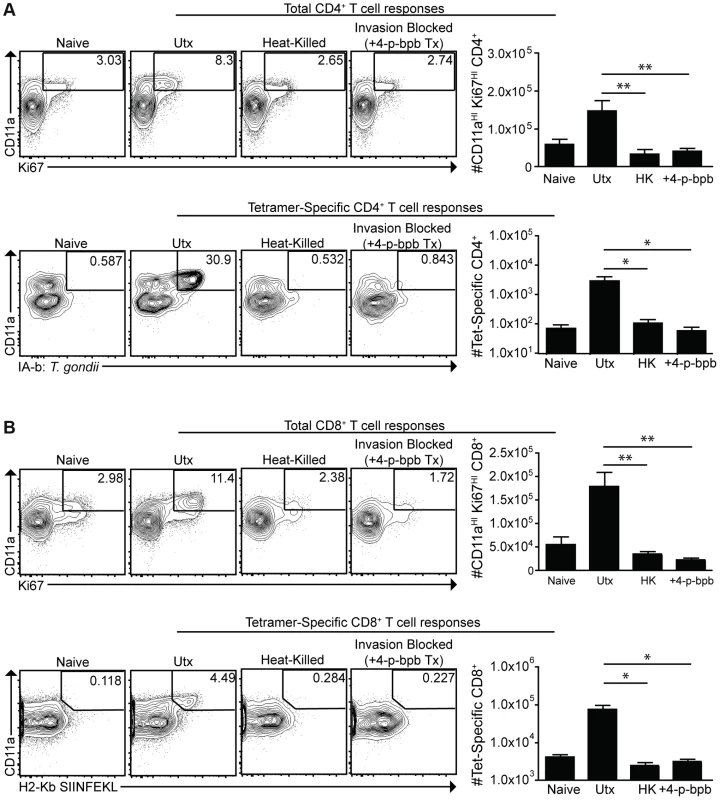 Active invasion is required for adaptive immune responses to <i>T. gondii</i>.
