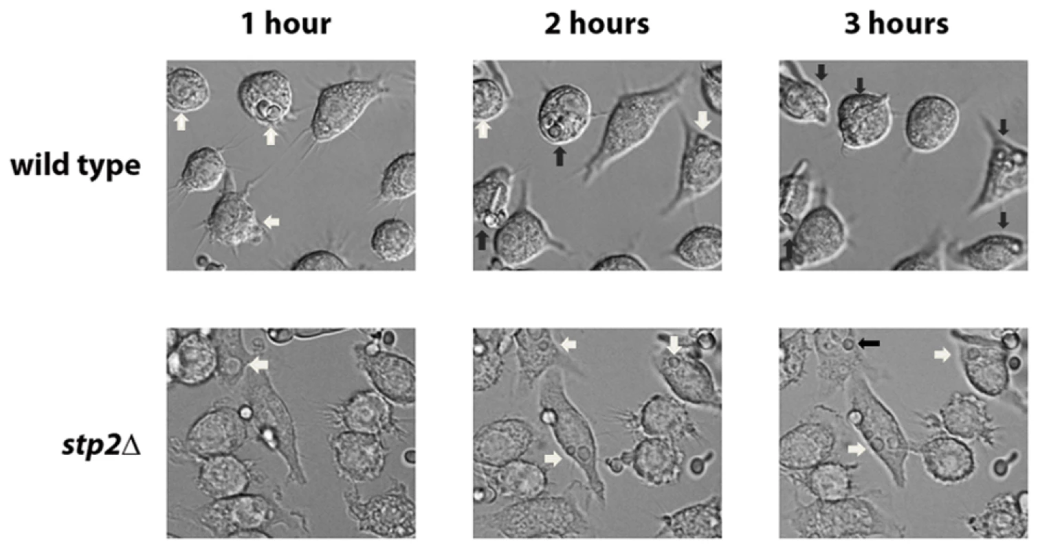Cells lacking <i>STP2</i> fail to form hyphae and escape from phagocytosis.