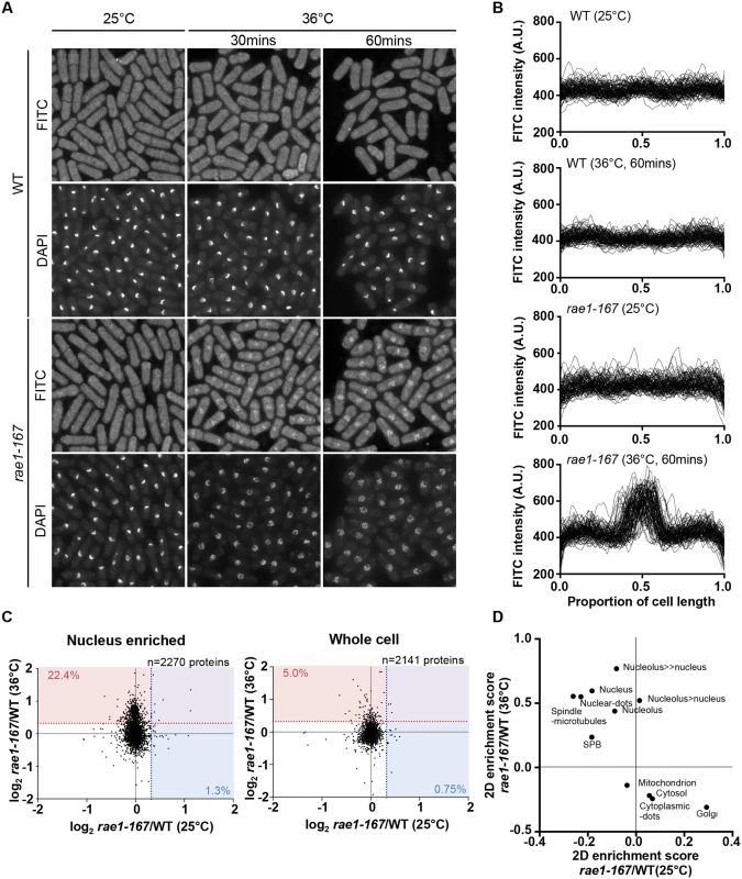 <i>Rae1-167</i> cells accumulate protein in the nucleus.