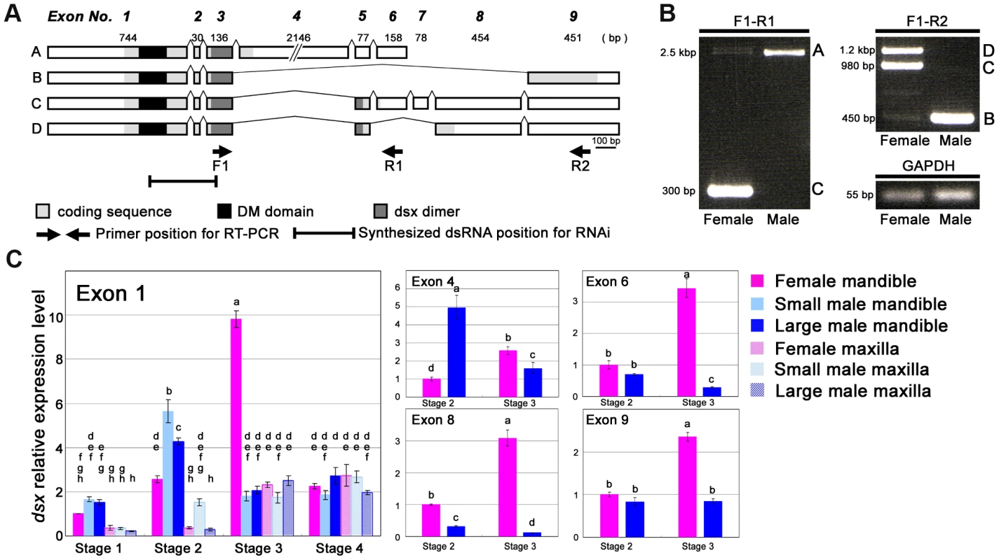 Characterization of the <i>Cyclommatus metallifer dsx</i> transcript.