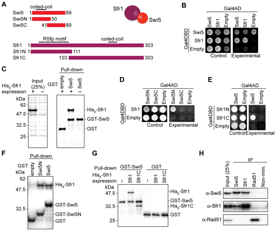 Mouse Swi5 and Sfr1 interact <i>in vivo</i> and <i>in vitro</i>.