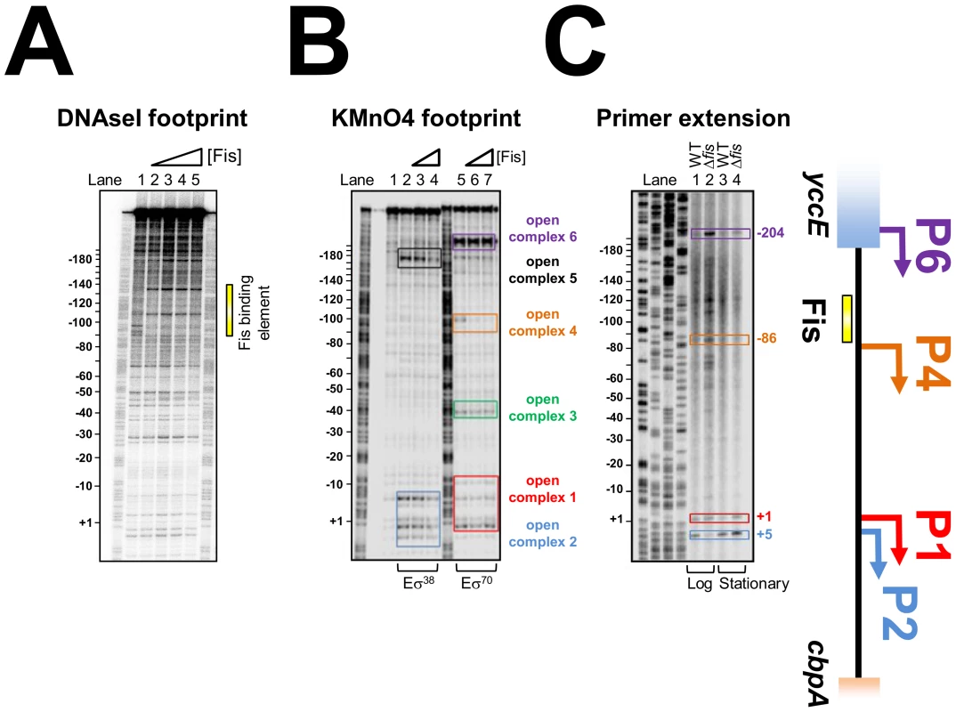 Location of Fis, RNA polymerase, and transcription start sites at the <i>cbpA</i> regulatory region.