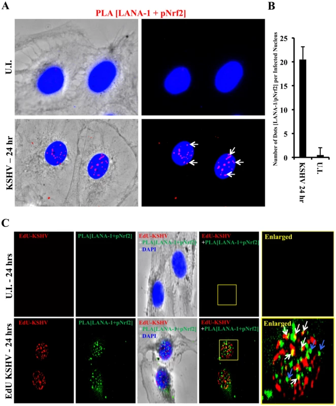 Colocalization of pNrf2 with KSHV genome and LANA-1.
