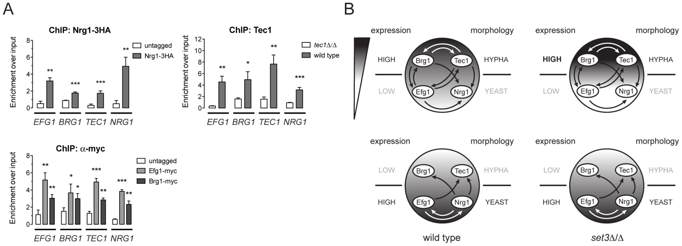 Four phase-specific Set3C-target TFs form a core circuit.