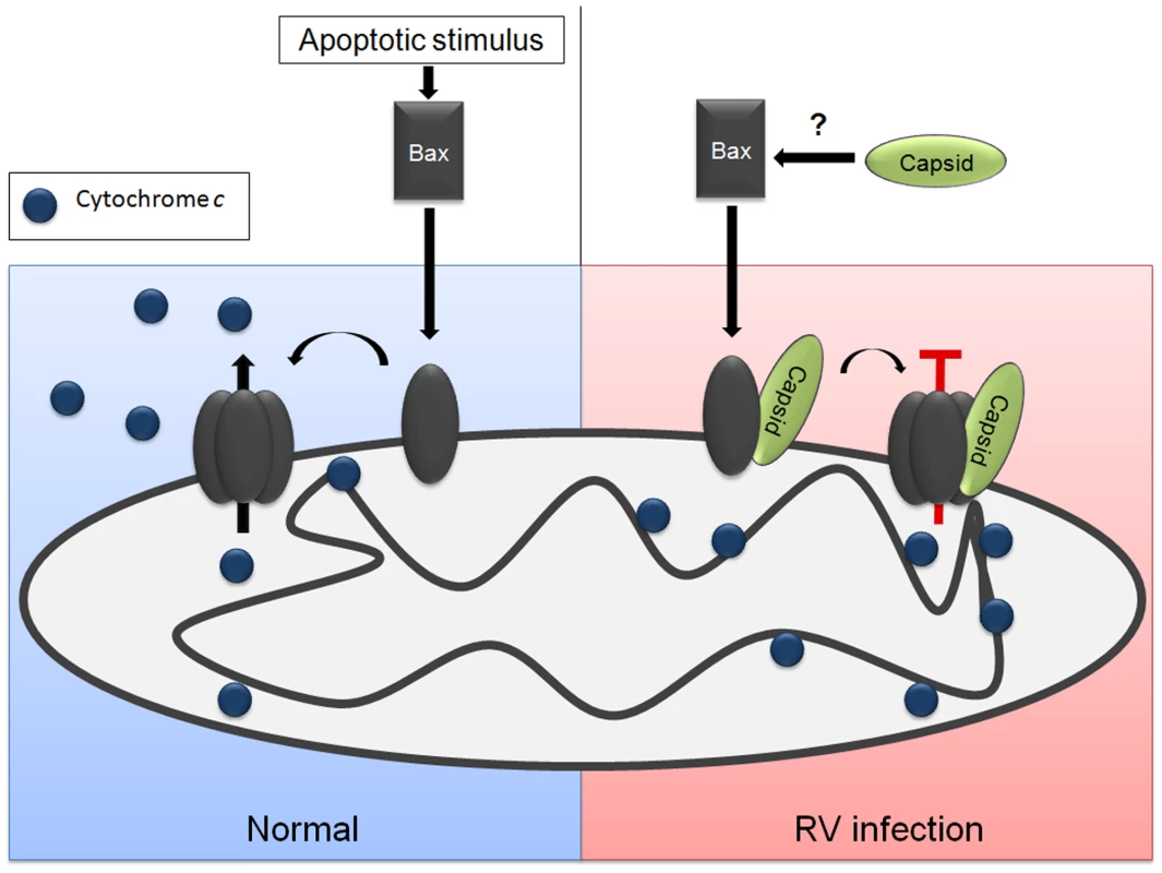 Model for how capsid blocks Bax-dependent apoptosis.