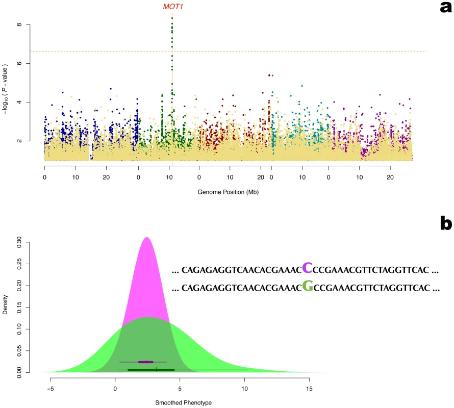 Detection of the molybdenum transporter <i>MOT1</i> as a variance-controlling gene using vGWAS.