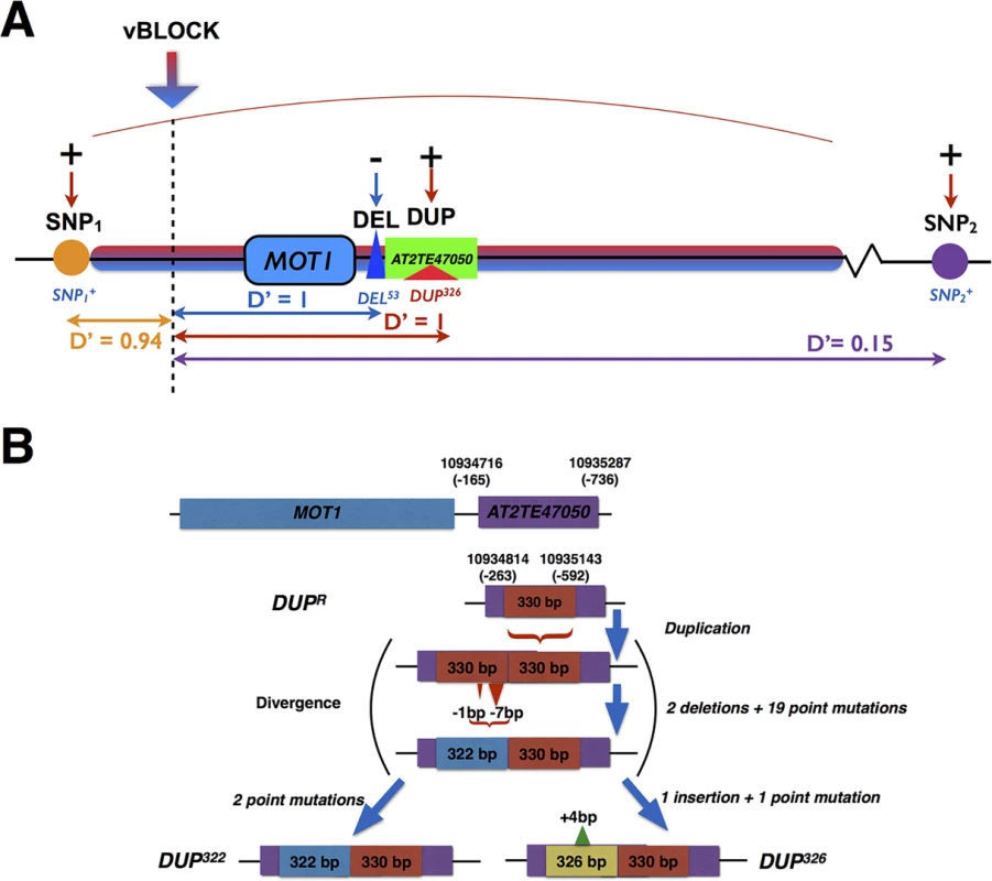 Schematic illustration of the complex locus on chromosome 2 associated with leaf molybdenum concentrations.