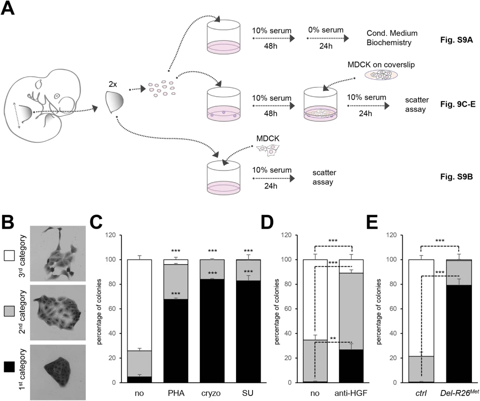 Ectopic Met in limb mesenchyme alters HGF bioavailability.