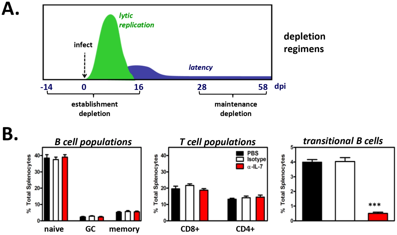 Short-term <i>in vivo</i> anti-IL-7 treatment results in depletion of developing B cells but does not alter mature B cell or mature T cell subsets.