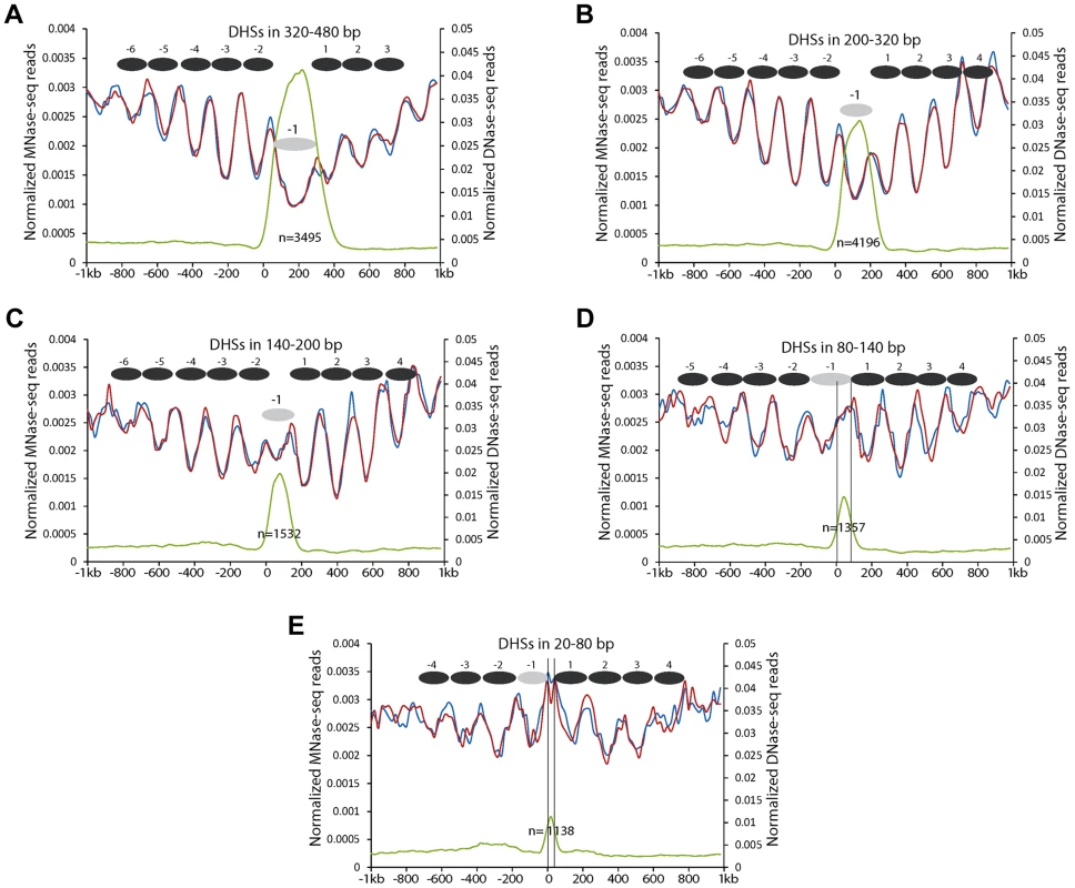 Nucleosome positioning profiles associated with DHSs with different lengths in proximal promoters.