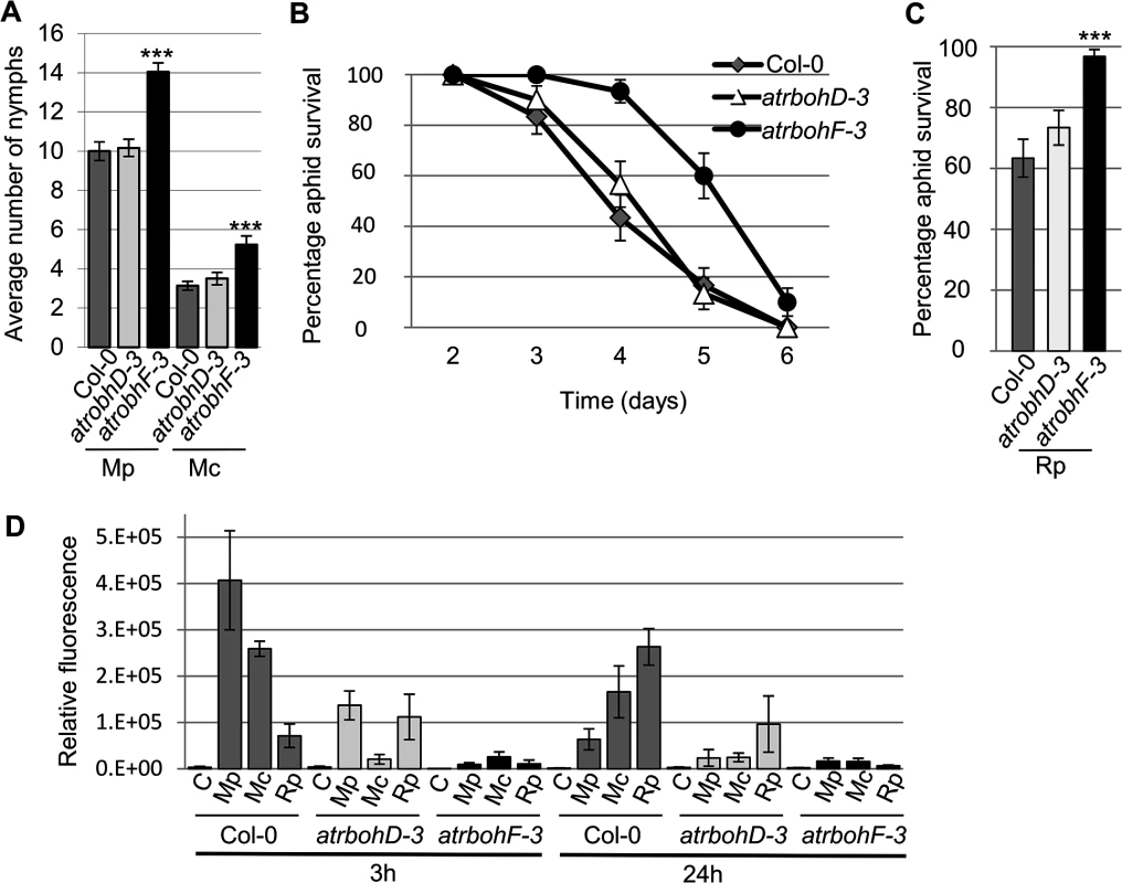 <i>Arabidopsis atrbohD-3</i> and <i>atrbohF-3</i> knock-out mutants show reduced non-host resistance and enhanced susceptibility to aphids.