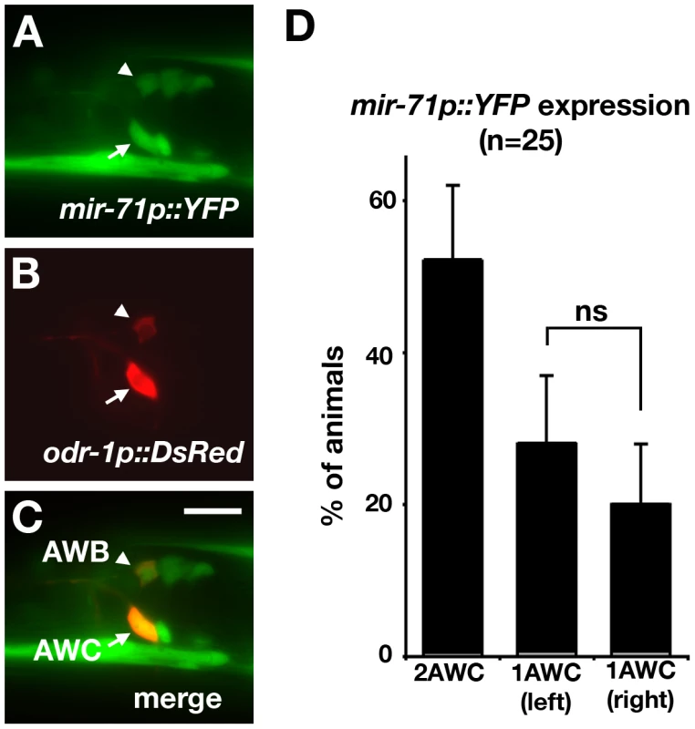 <i>mir-71</i> is expressed in AWC.