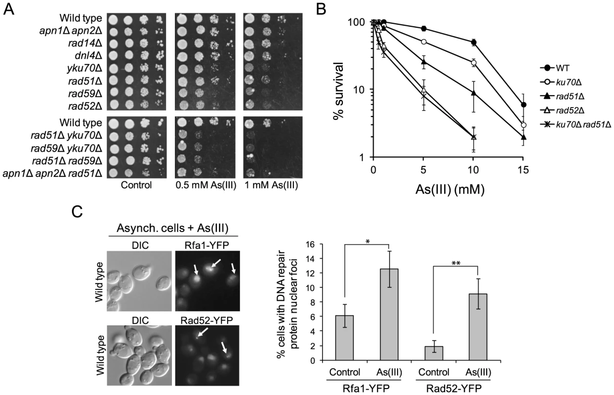 The role of DNA repair pathways in tolerance to As(III) in budding yeast.