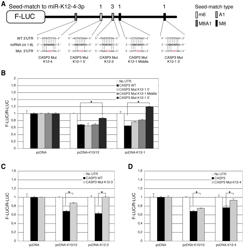 Identification of KSHV miRNAs binding sites in the 3′ UTR of Casp3 transcript by mutational analysis.
