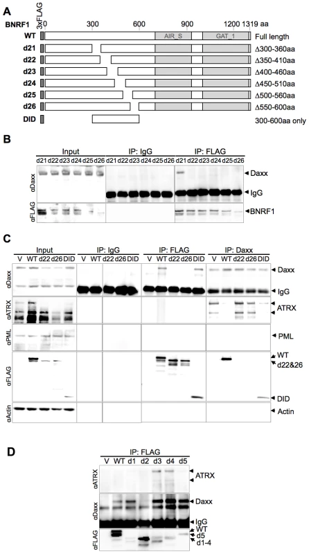 The Daxx-interaction domain on BNRF1 is located between sites 360-600 aa, and BNRF1 disrupts Daxx-ATRX binding.
