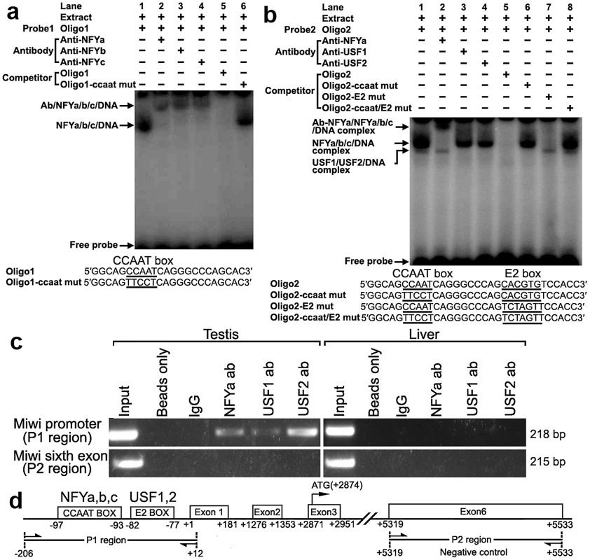 Electrophoretic mobility shift and ChIP assays of NF-Y and USF binding to the <i>Miwi</i> promoter.