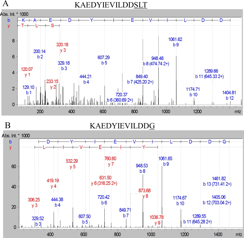 Modification of the C-terminal peptide of Pro-CPG70 with peptides or glycine.