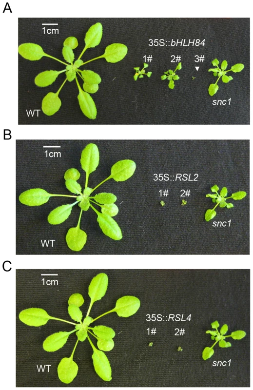 <i>bHLH84</i>, <i>RSL2</i> and <i>RSL4</i> all exhibit dwarfism when overexpressed.
