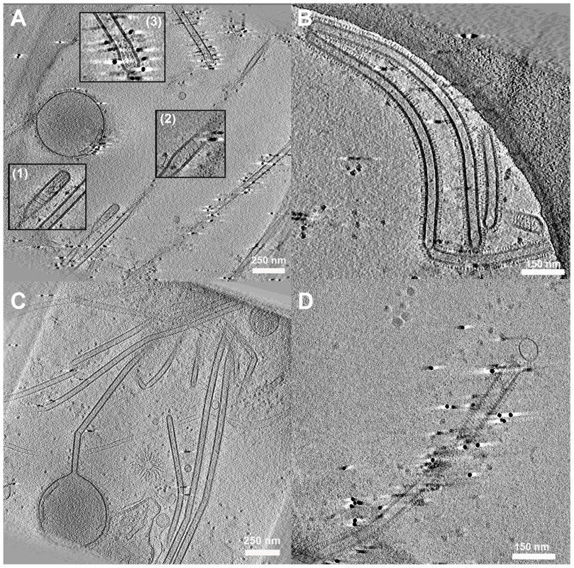 Cell associated long filamentous structures.