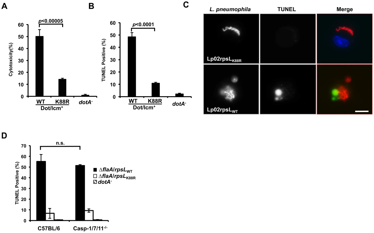 <i>L</i>. <i>pneumophila</i> strains harboring wild type <i>rpsL</i> caused cell death in infected macrophages.