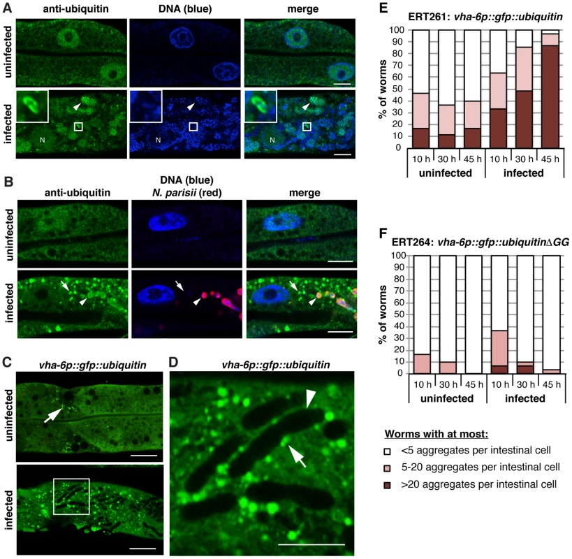 <i>N. parisii</i> cells are almost never targeted by ubiquitin later during infection, but ubiquitin forms clusters that accumulate in the <i>C. elegans</i> intestine.