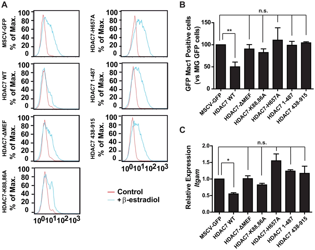 Interaction of HDAC7 with MEF2C and its catalytic activity are essential for repression of Mac-1.