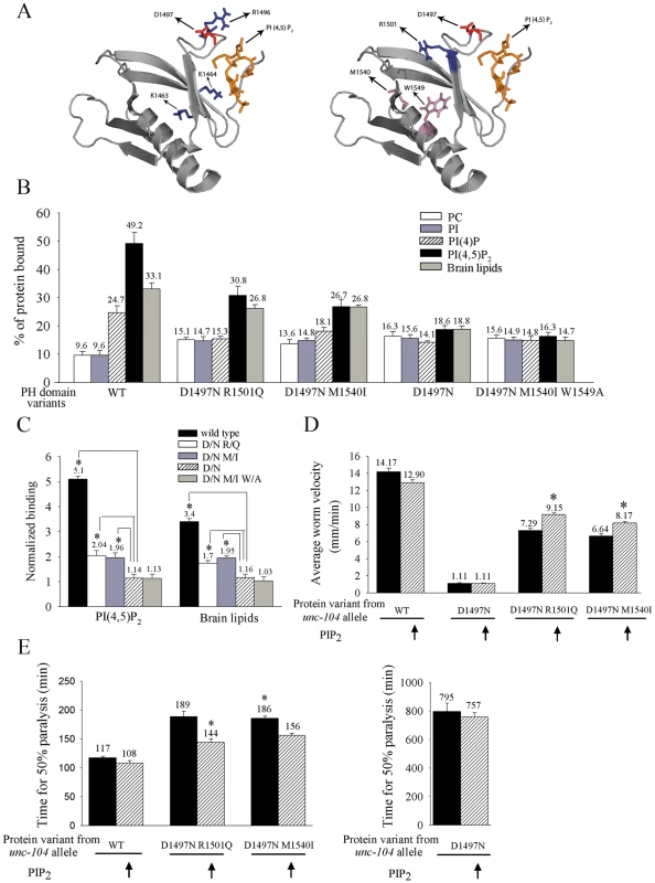 Binding of UNC-104 variants <i>in vitro</i> to PI(4,5)P<sub>2</sub> and their <i>in vivo</i> sensitivity to PI(4,5)P<sub>2</sub>.