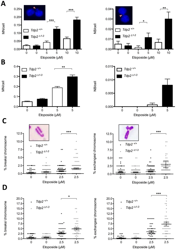 The absence of TDP2 increases etoposide-induced genome instability in mammalian cells.