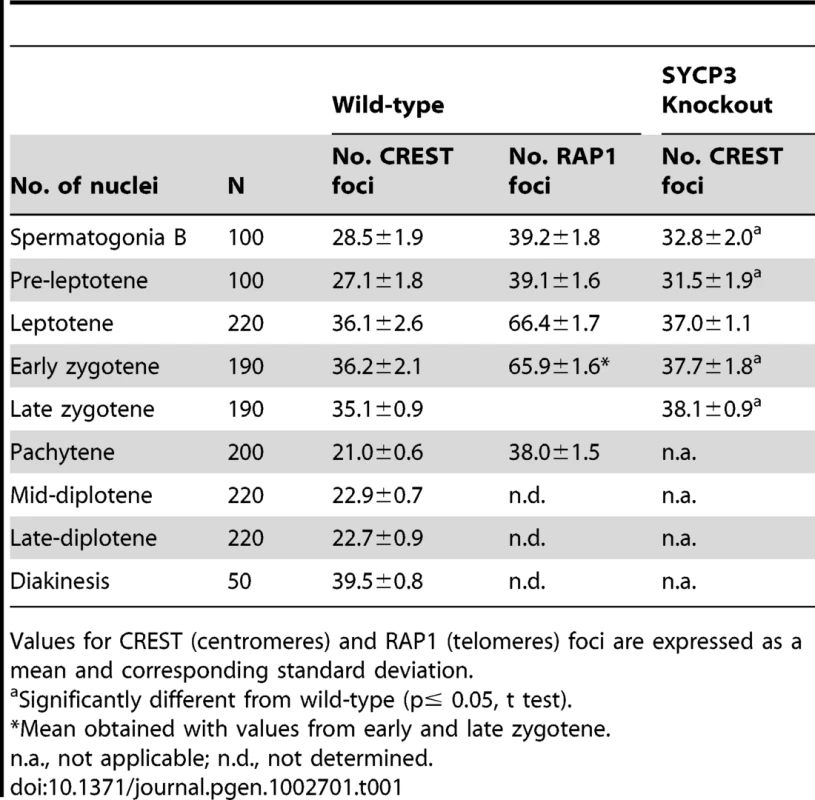 Number of centromere and telomere associated foci in spermatocytes.
