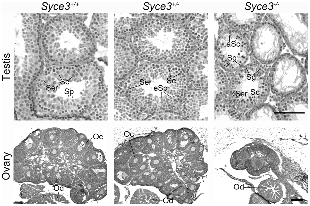<i>Syce3</i> mutation results in disruption of meiosis.