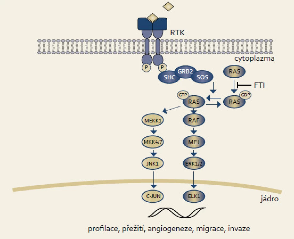 RA S signální dráha.
Fig. 1. RAS signaling pathway.