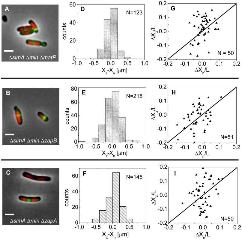 Positioning of the Z-rings relative to the cell and nucleoid centers in triple deletion strains.