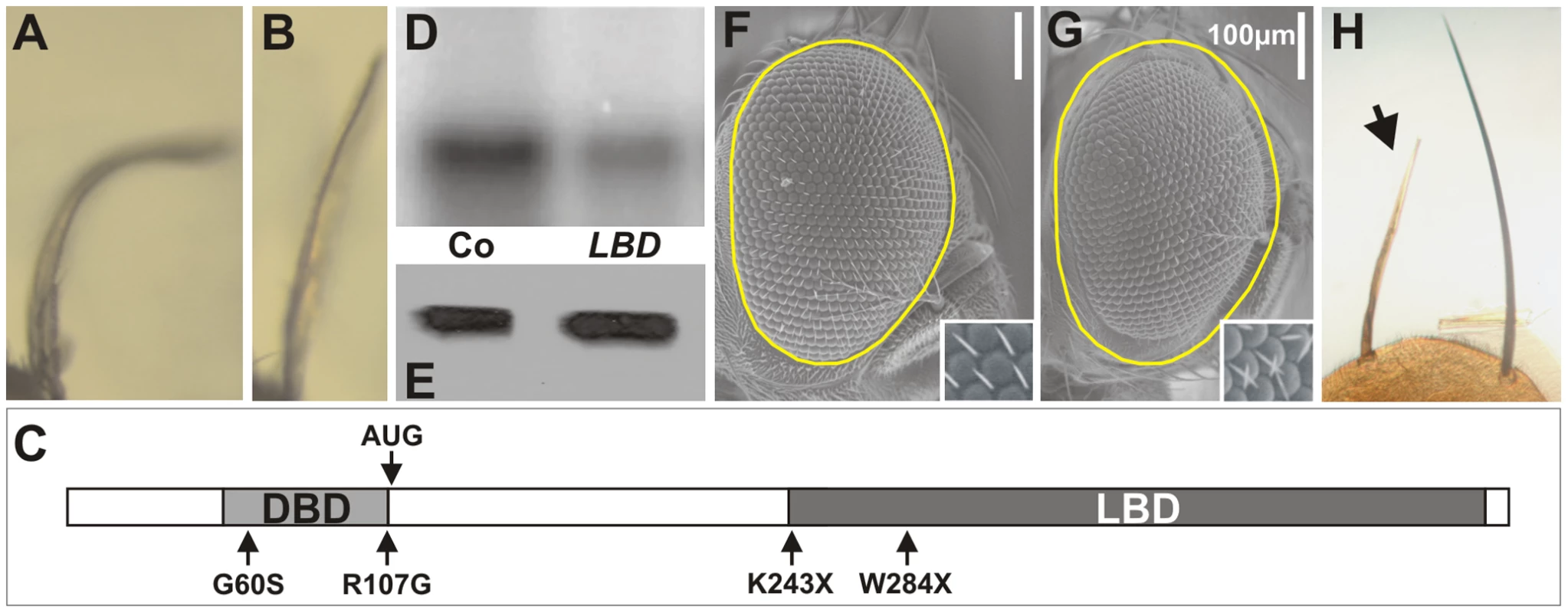 Mutations in the LBD of DHR3.