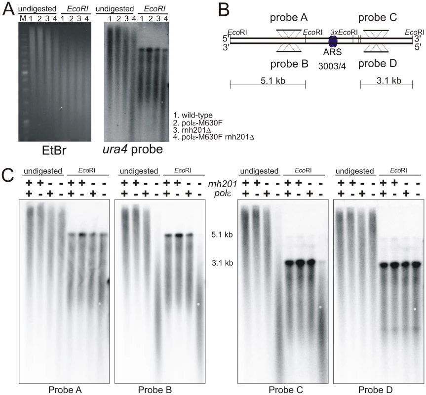 Strand bias for rNMP incorporation.