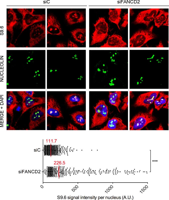RNA-DNA hybrid accumulation in FANCD2-depleted HeLa cells.