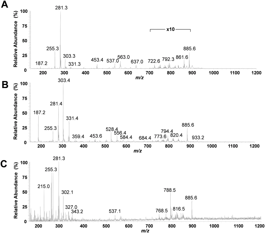 Representative negative ion mode DESI-MSI mass spectra obtained from pancreatic tissue.