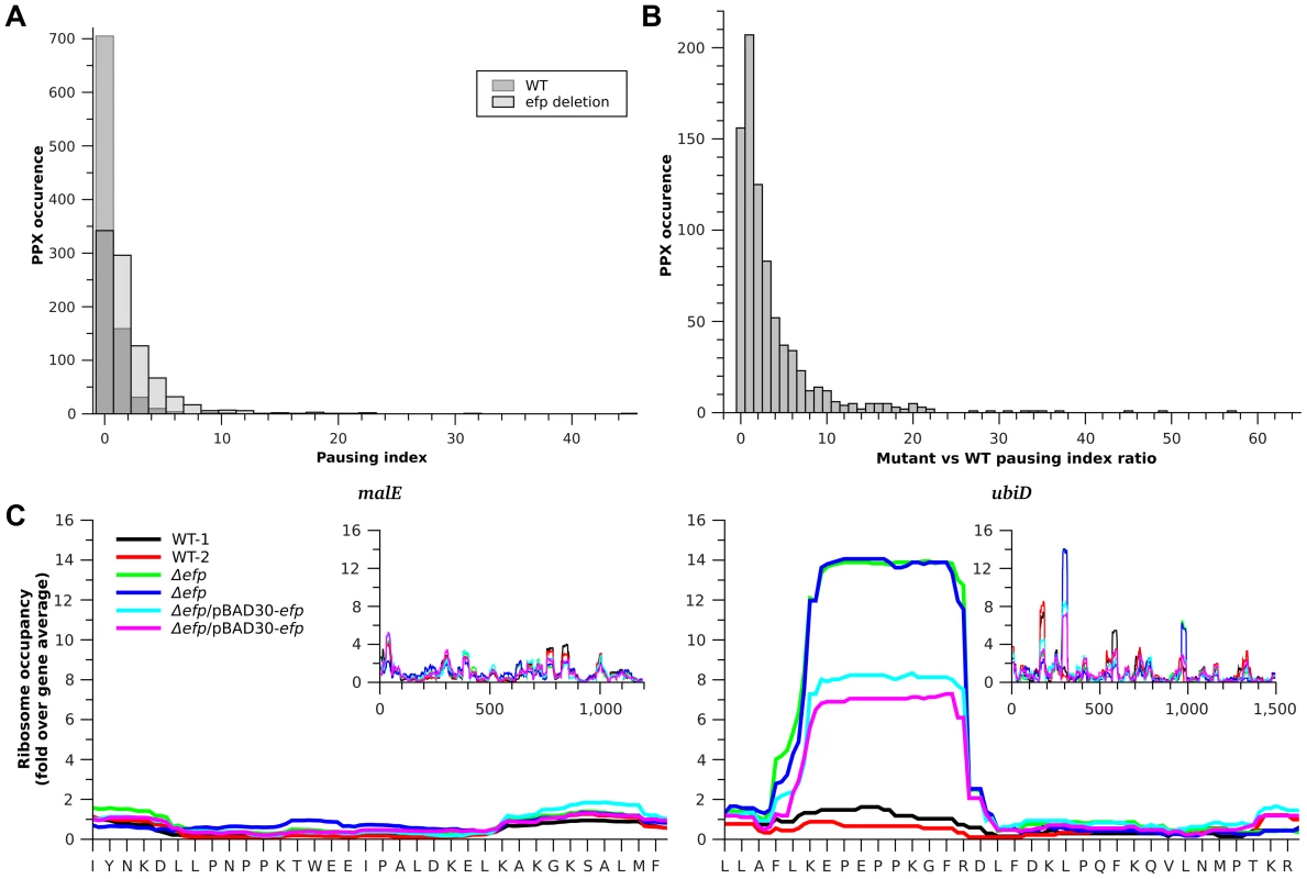 Translation pausing at PPX sequences.