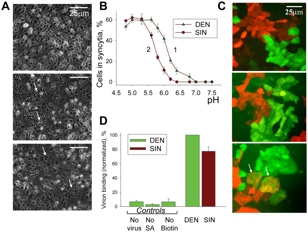 In contrast to SIN, DEN fuses mosquito cells but does not fuse mammalian cells.