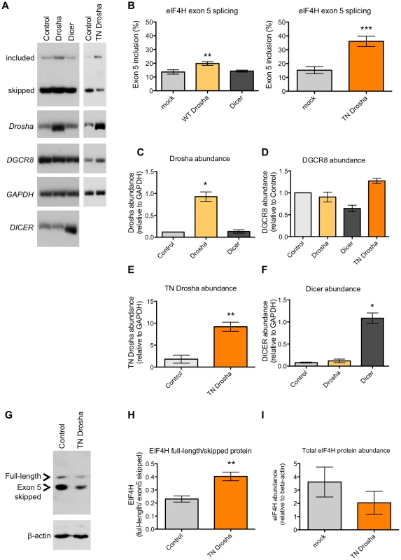 Drosha enhances exon 5 splicing.