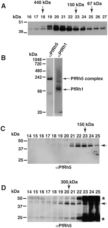 The processed 45 kDa PfRh5 C-terminal domain exists as a larger complex.