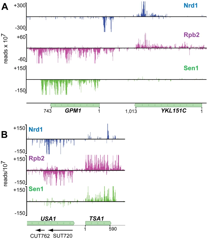 Antisense transcripts on genes that are poorly expressed.