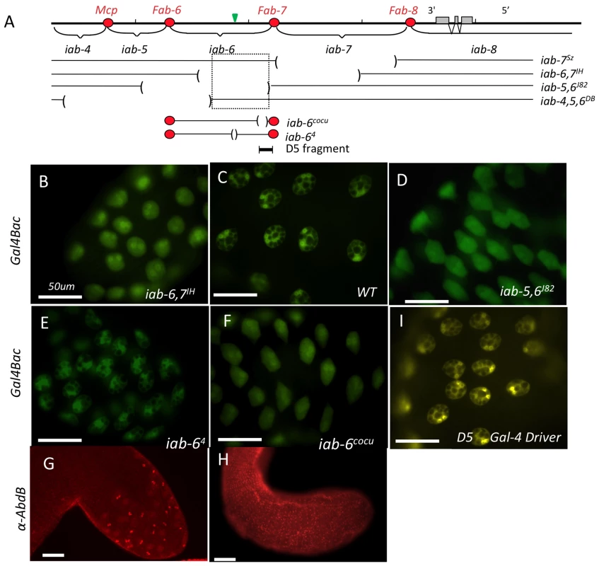 Mutants affecting <i>Abd-B</i> expression in the accessory gland.
