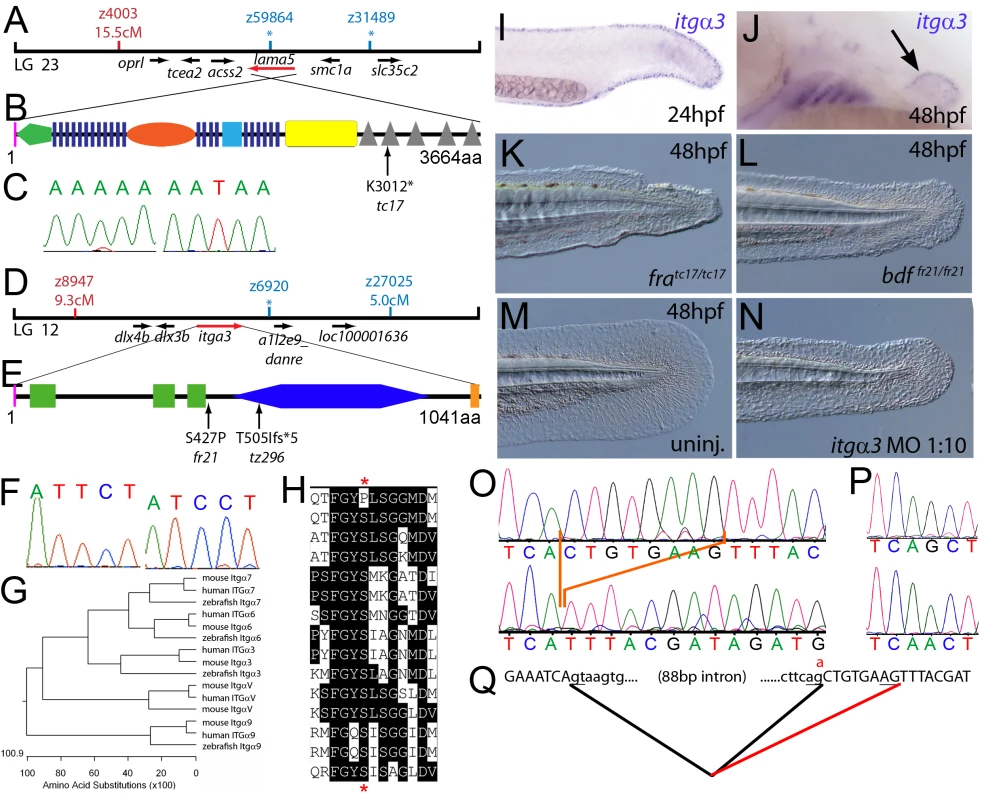 The fin dysmorphogenesis of <i>fransen</i> and <i>badfin</i> mutants are caused by mutations in Lamininα5 and Integrinα3 subunits.