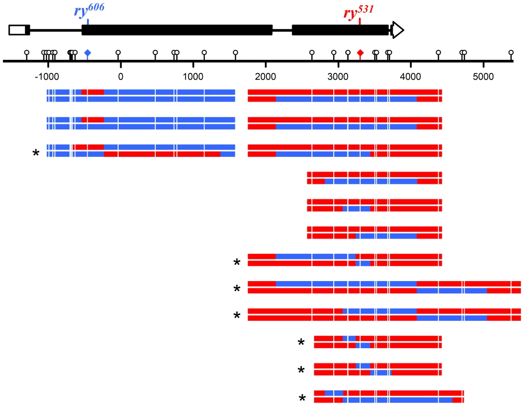 Noncrossovers from <i>Xpc</i>; <i>Msh6</i> mutants.
