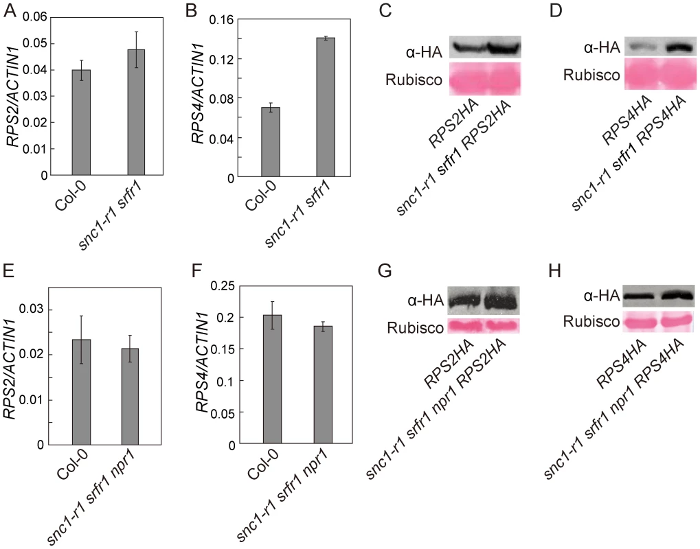 Analysis of the transcript levels of <i>RPS2</i> and <i>RPS4</i> and the accumulation of RPS2-HA and RPS4-HA proteins in <i>snc1-r1 srfr1-3</i> and <i>snc1-r1 srfr1-3 npr1-1</i>.