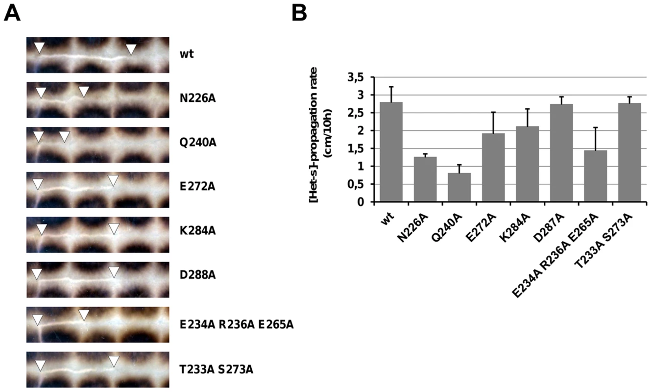 Propagation rate of [Het-s] in single copy integrants of alanine mutants. 
