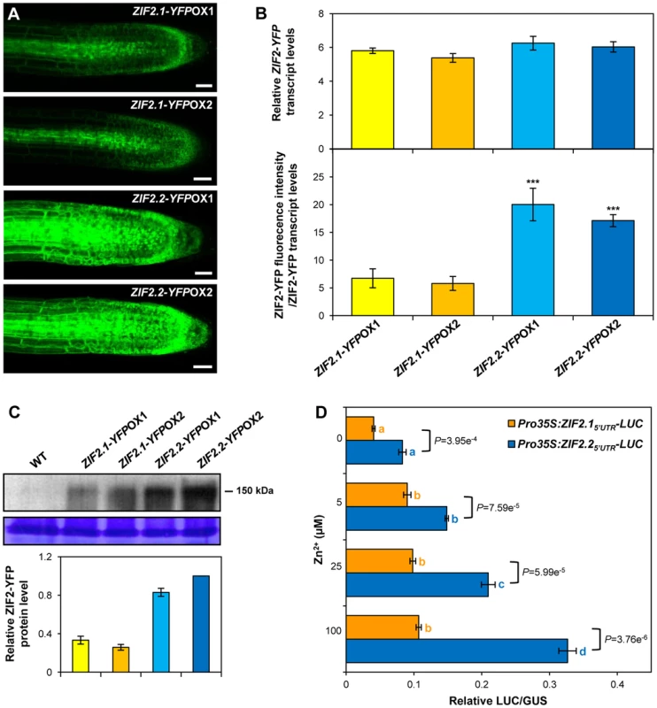 The <i>ZIF2.1</i> and <i>ZIF2.2</i> 5′UTRs exert differential effects on translation.